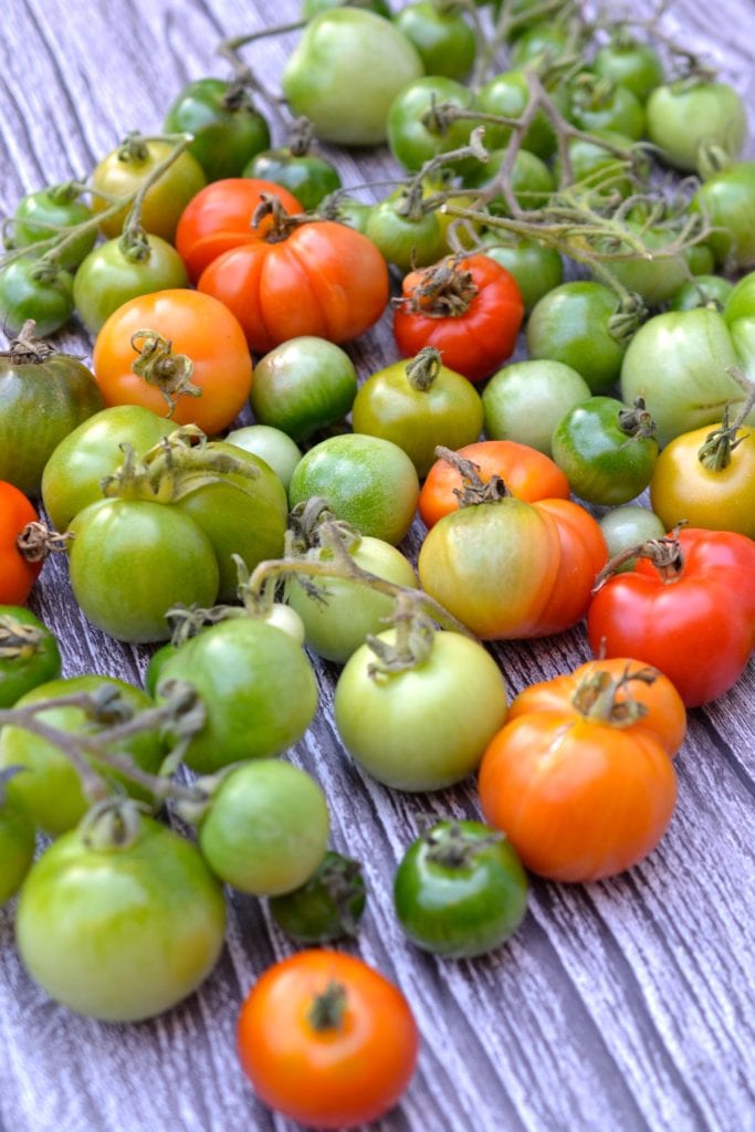 Spicy Green Tomato Salsa | Every Last Bite Spicy Green Tomato Salsa